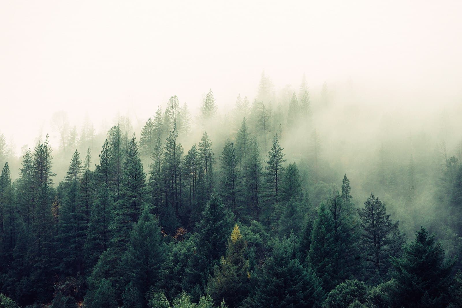 Morning mist over a Blue Ridge forest